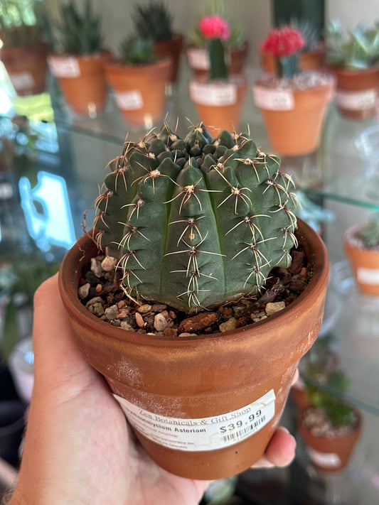 Gymnocalycium Asteriam (Gymnocalycium Asteriam) [ID #51280881]