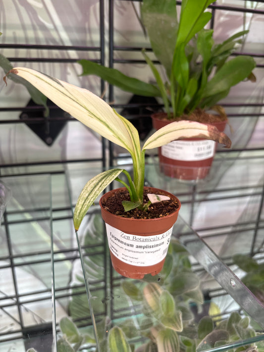 Epipremnum amplissimum 'Variegated' (#155058946)