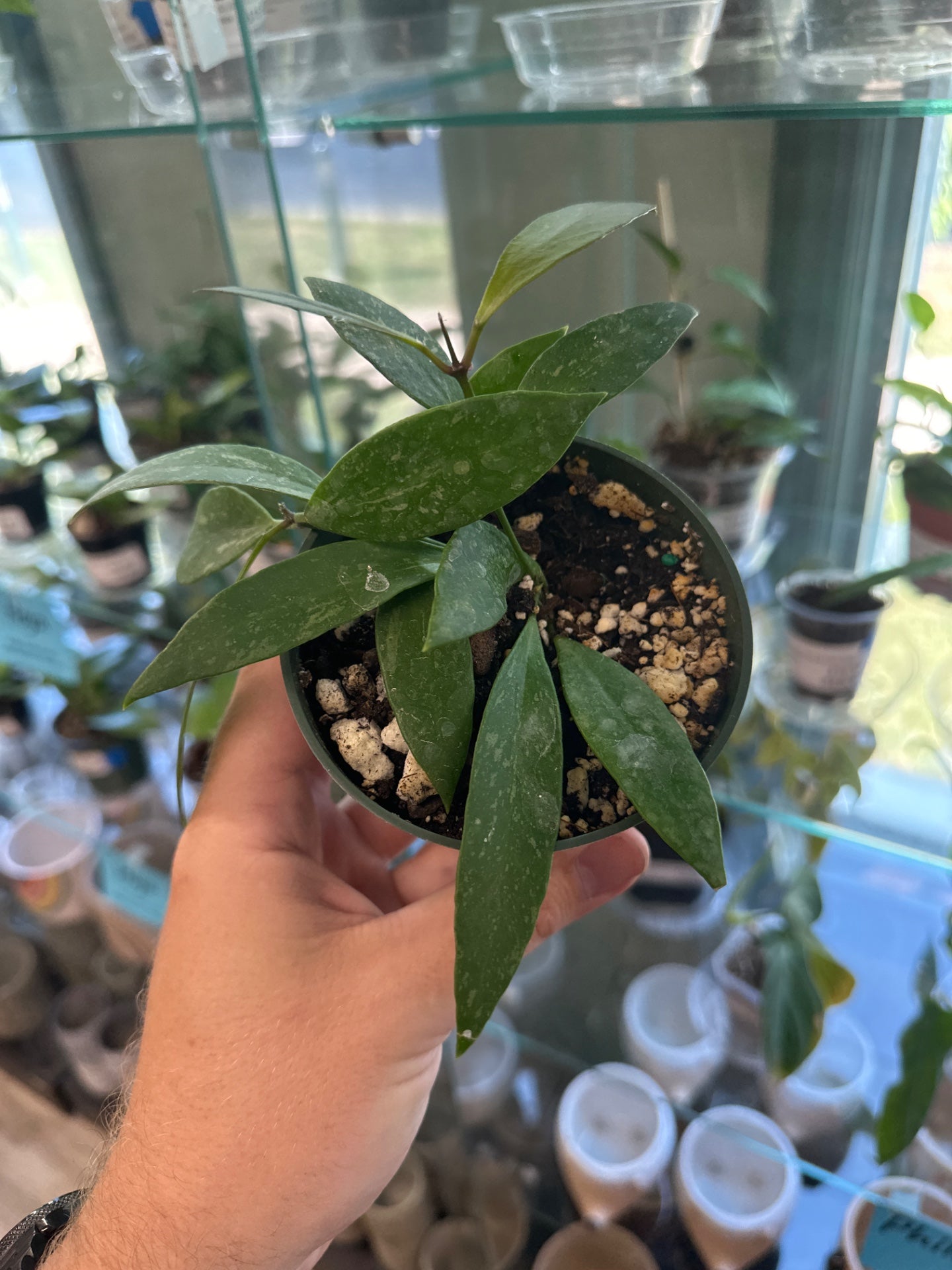 Hoya memoria/gracilis (4") [ID #46572034]