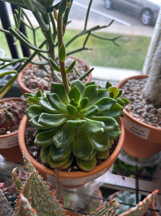 Echeveria chubbs (#310332401)