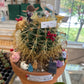 Echinocactus grusonii (#894668073)