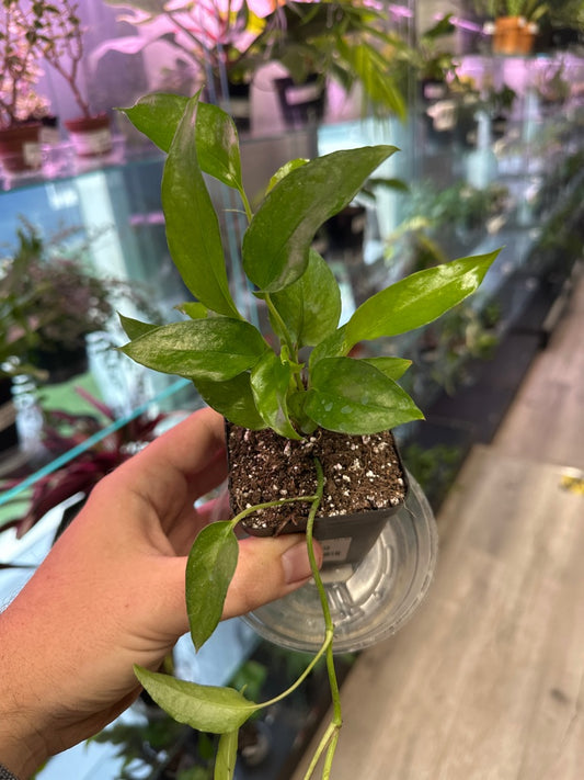 Epipremnum Aureum 'Skeleton Key' (#355442934)