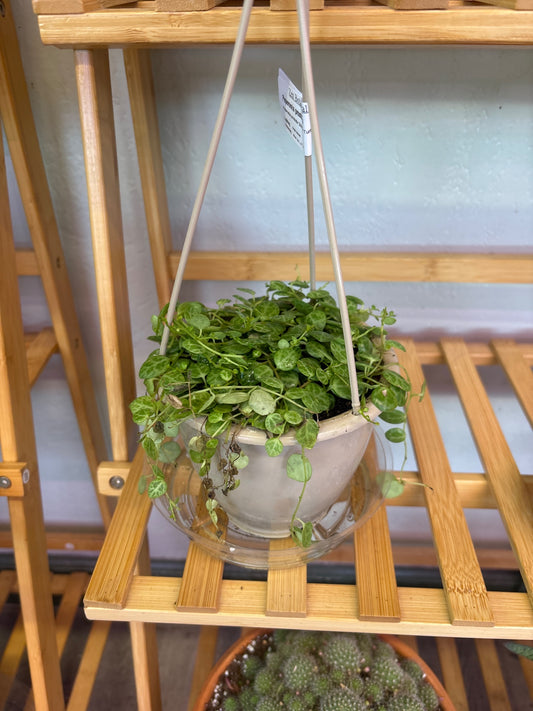 Peperomia prostrata 'String of Turtles' (#541203949)