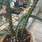 Euphorbia knuthii (#804670325)