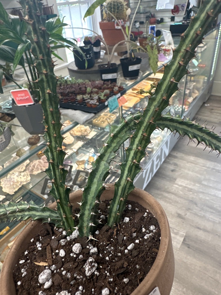 Euphorbia knuthii (#804670325)