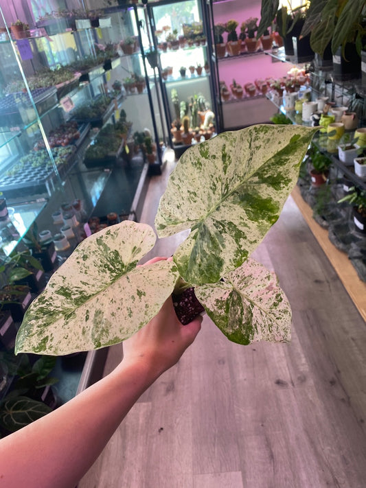 Alocasia Blizzard (#8789023738)