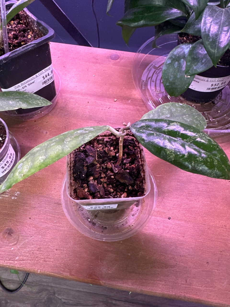 Hoya finlaysonii 'Splash' (#464778716)