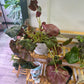 Begonia Cv. 'beefsteak' (#379300054)