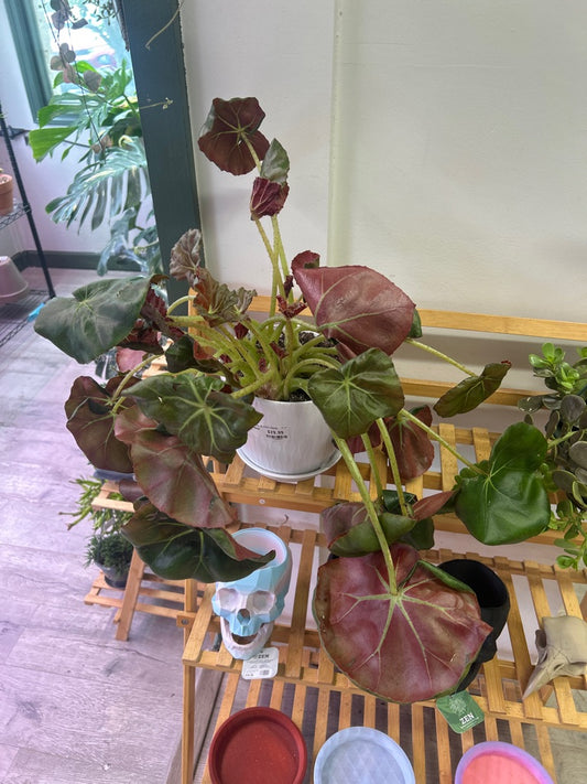 Begonia Cv. 'beefsteak' (#379300054)