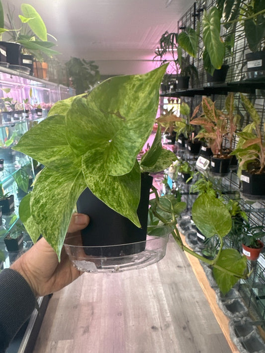 Epipremnum Aureum 'Marble Queen' (#579475565)