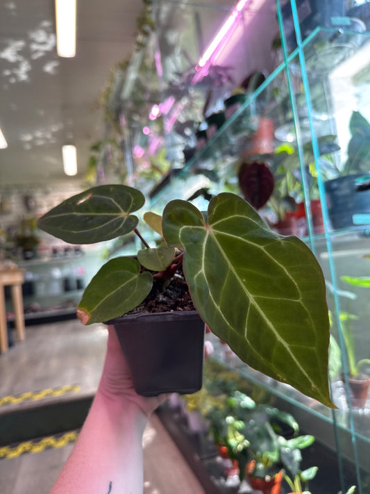 Anthurium noID (#472358640)