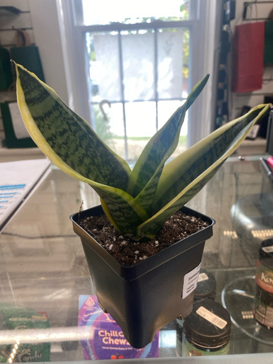 Sansevieria trifasciata 'Gold Hahnii' (#225416088)