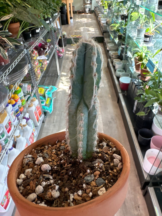 Pilosocereus magnificus (4" Clay Pot) [ID #79727577]