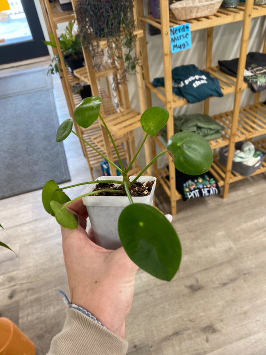 Pilea Peperomoides (3") [ID #22947915]