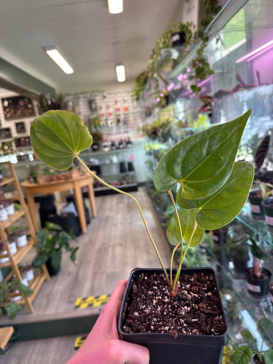 Anthurium decipiens (#476382062)