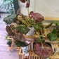 Begonia Cv. 'beefsteak' (#379300054)