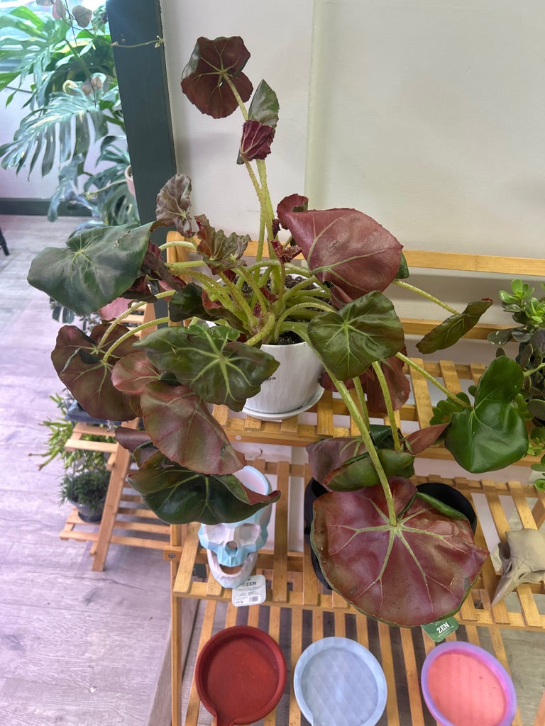 Begonia Cv. 'beefsteak' (#379300054)