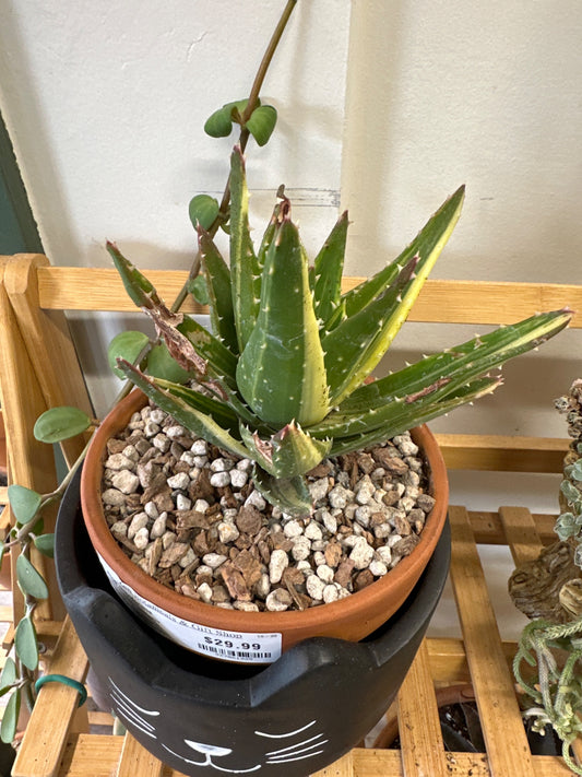 Aloe mitriformis 'Variegated' (#327061925)