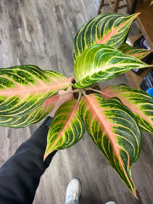 Aglaonema Pink Sunset (4") [ID #71454869]