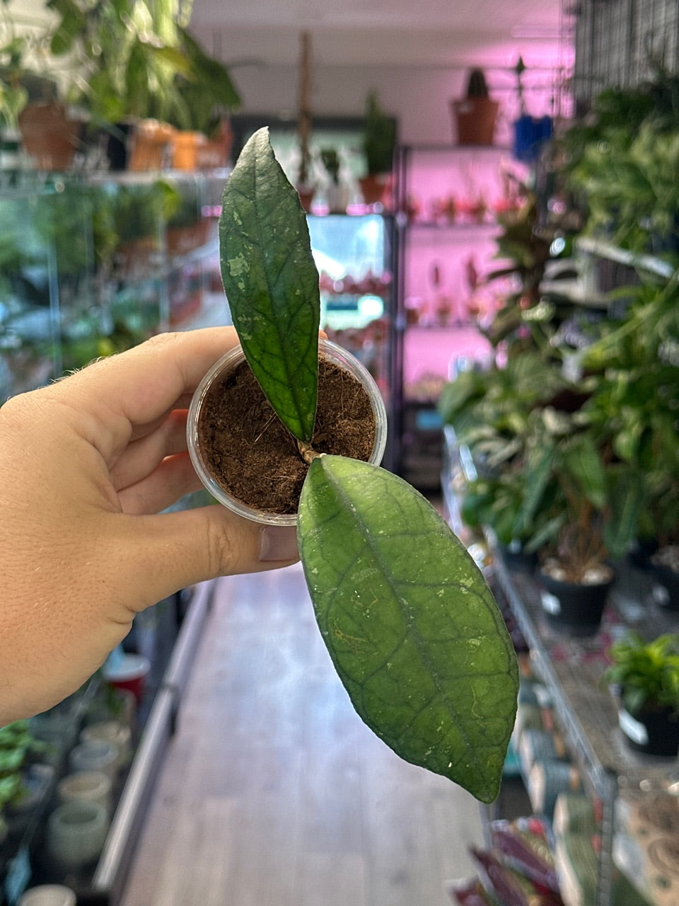 Hoya finlaysonii 'Big Leaves' [ID #86479027]