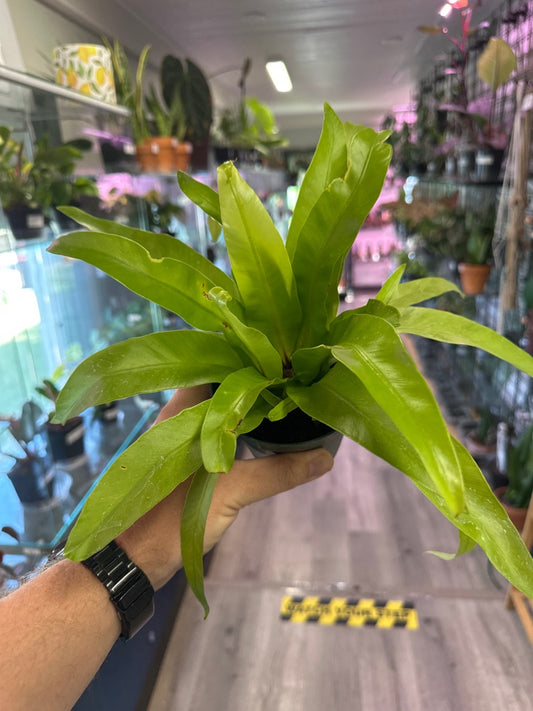 Asplenium Nidus (#233296665)