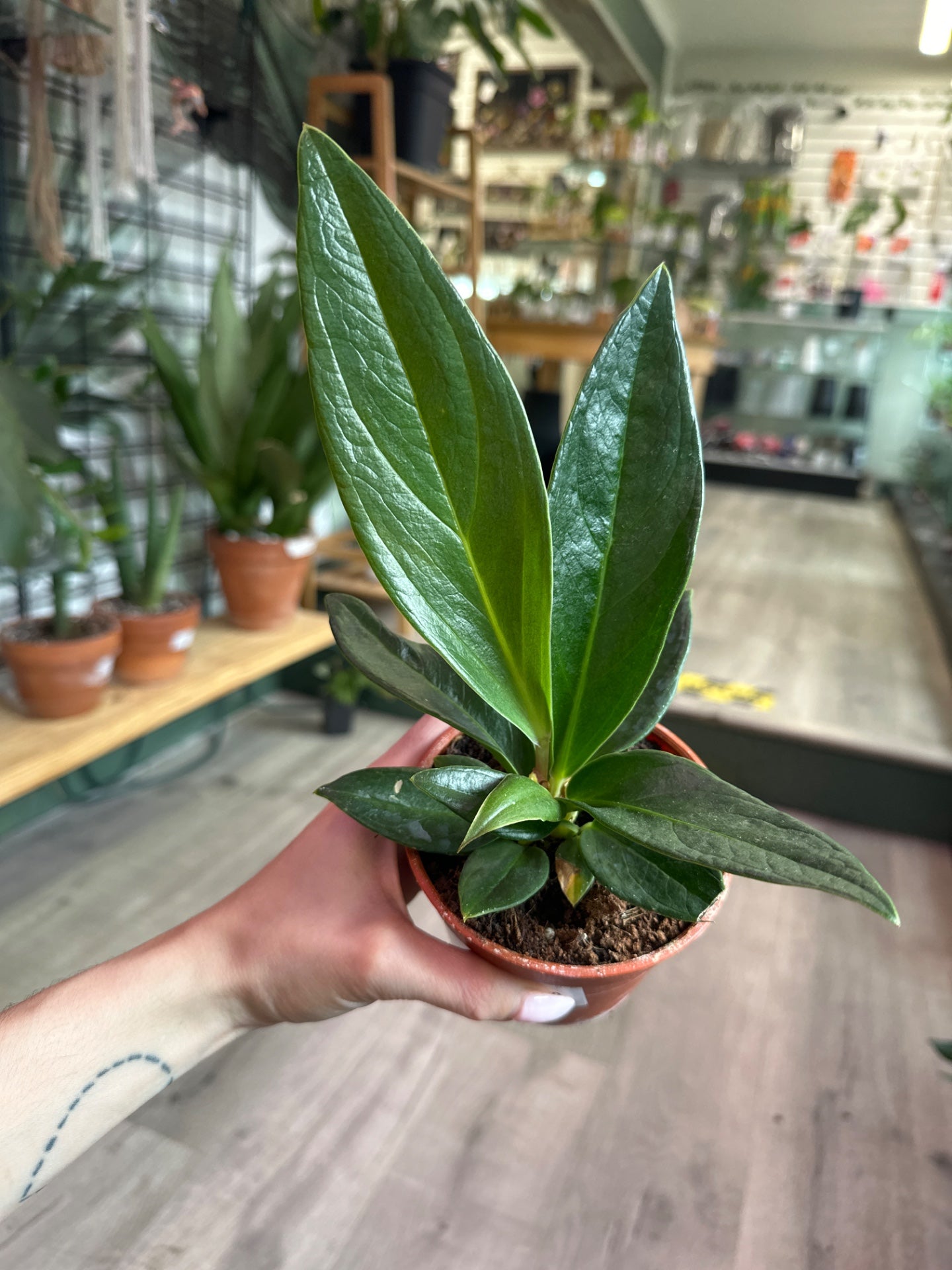 Anthurium Red flag (#772236680)