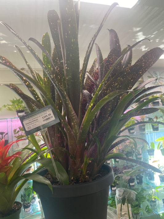 Bromeliad Billbergia 'Hallelujah' (#207953918)