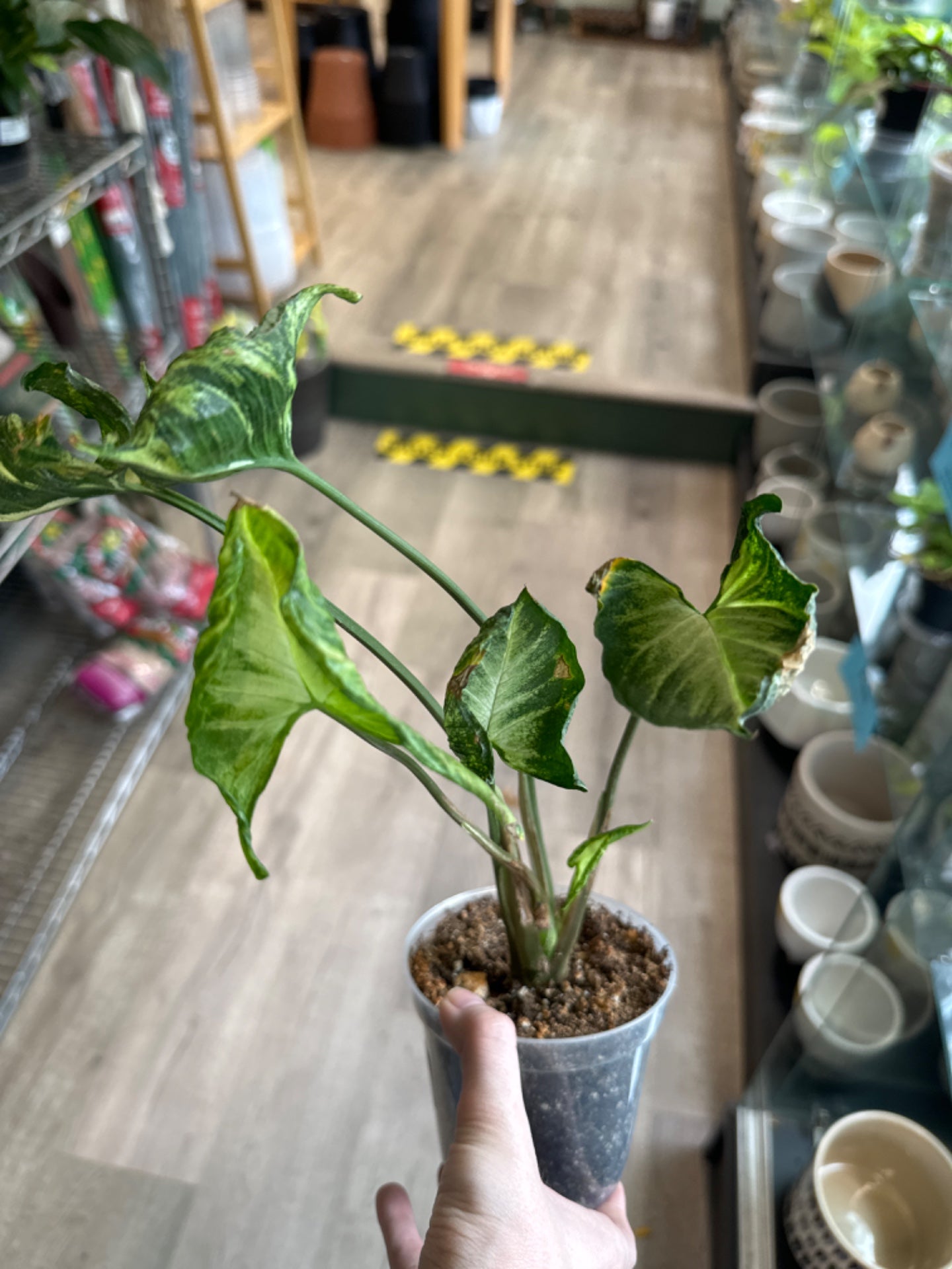 Syngonium Godzilla (4" Nursery Pot) [ID #74510447]