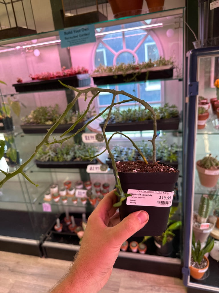 Euphorbia Stenoclada (#281353135)