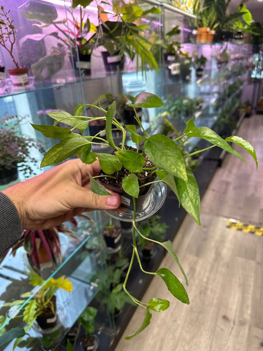 Epipremnum Aureum 'Skeleton Key' (#076022594)