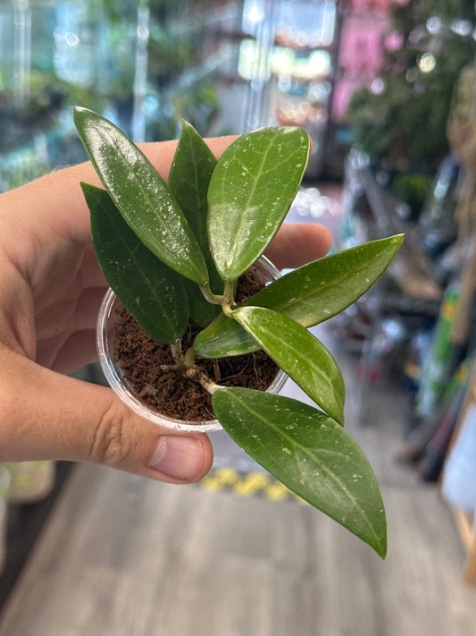 Hoya verticillata 'Pallida' (2") [ID #55831053]