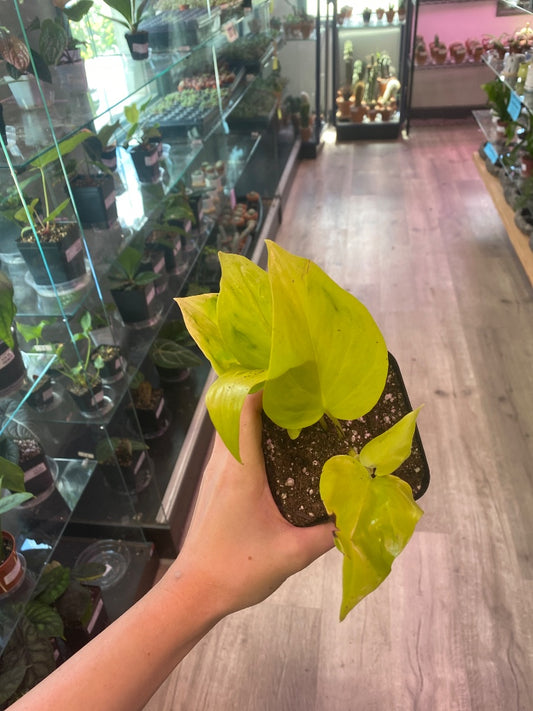Epipremnum aureum 'Sao Paulo' (#2240714775)