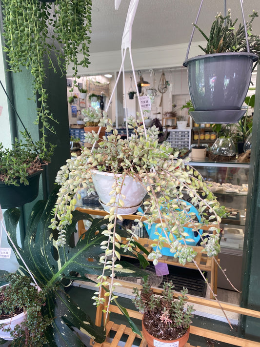 Cotyledon pendens (#225252674)