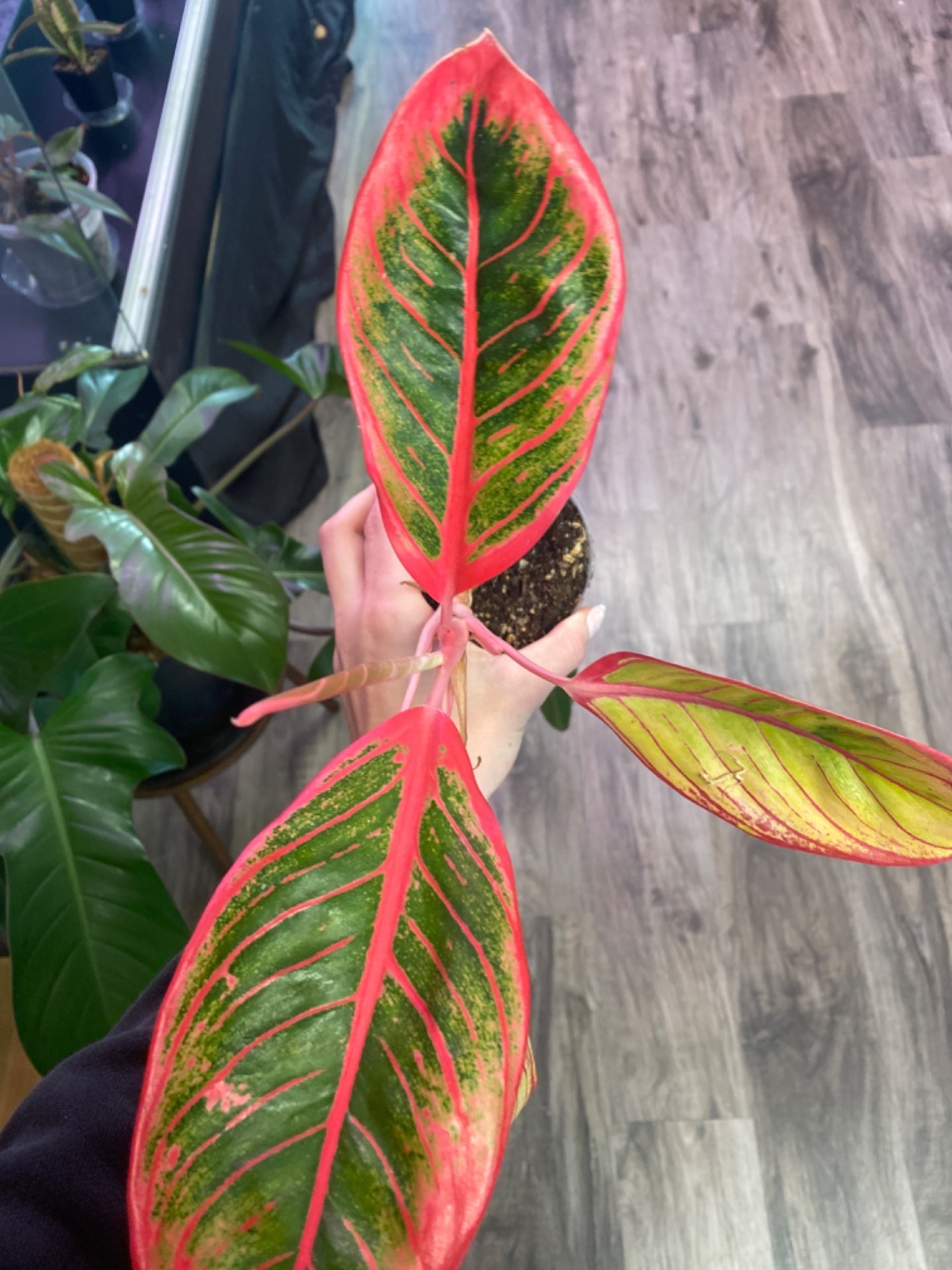 Aglaonema Kanza (4") [ID #61077883]