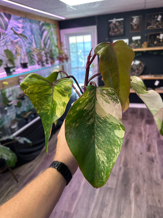 Philodendron Strawberry Shake (4" Nursery Pot) [ID #13685058]