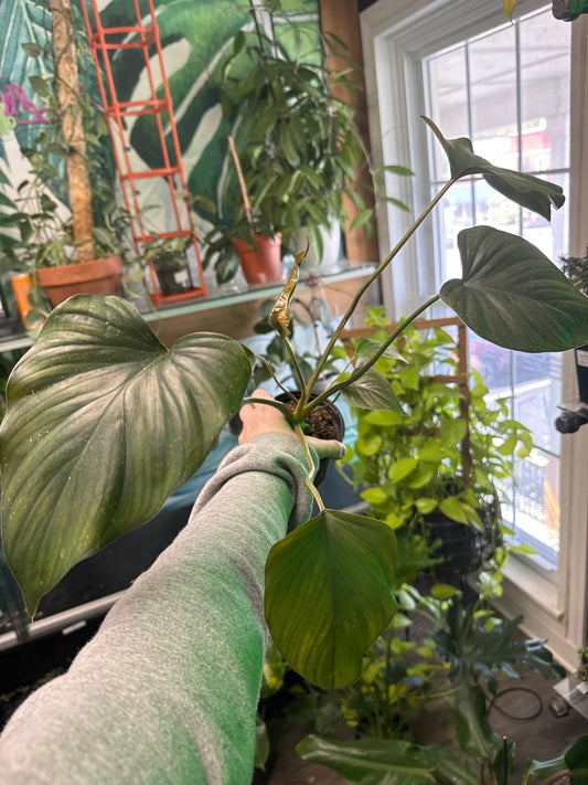 Homalomena Spp. (#002472069)