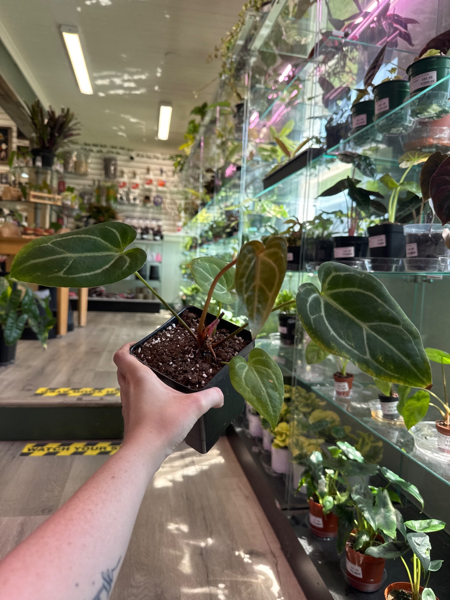 Anthurium savannah x bench (#615502869)