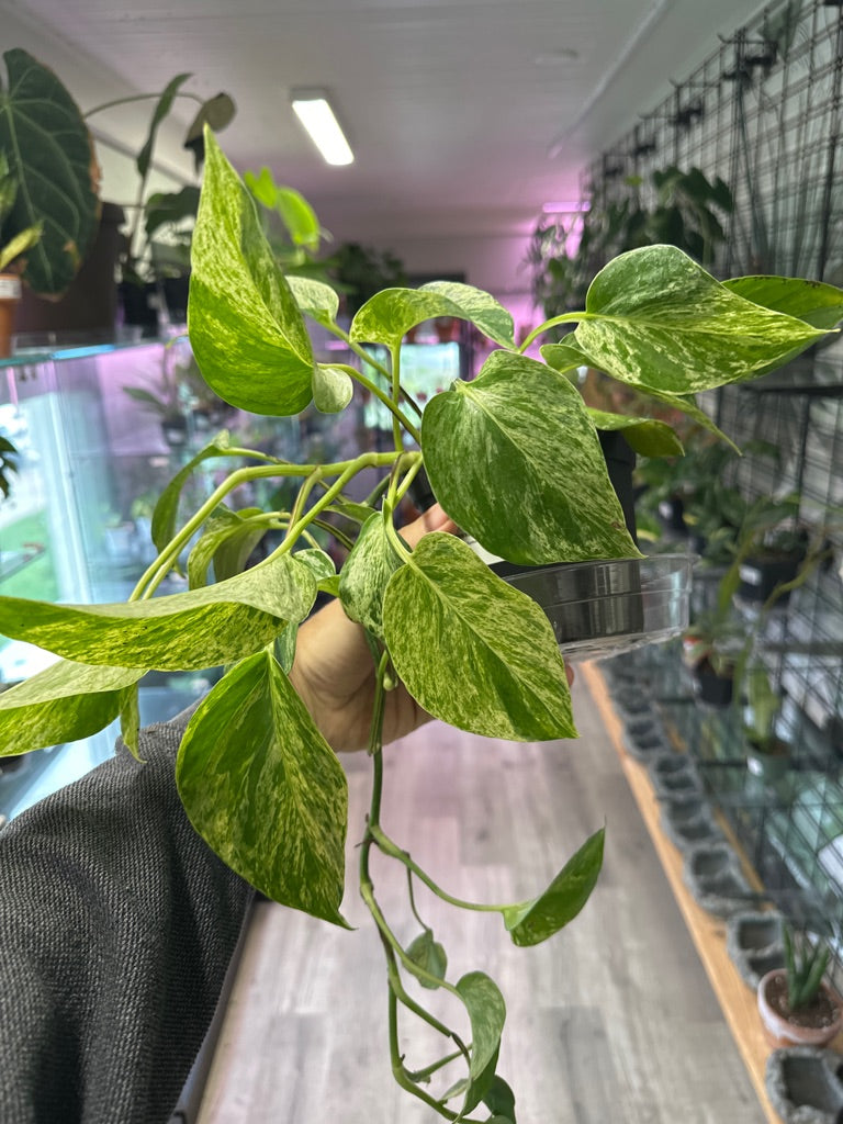Epipremnum Aureum 'Marble Queen' (#038890787)