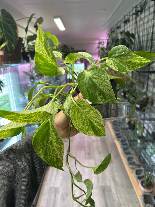 Epipremnum Aureum 'Marble Queen' (#038890787)