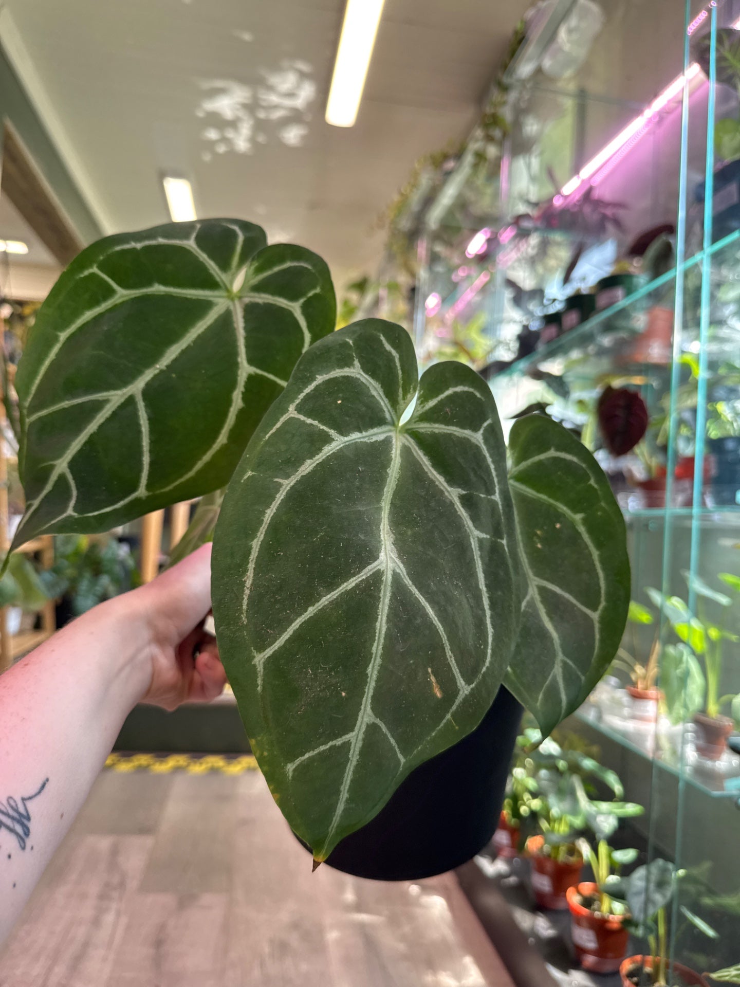 Anthurium Red Crystallinum mag 'x Ace of spades' (#444493578)