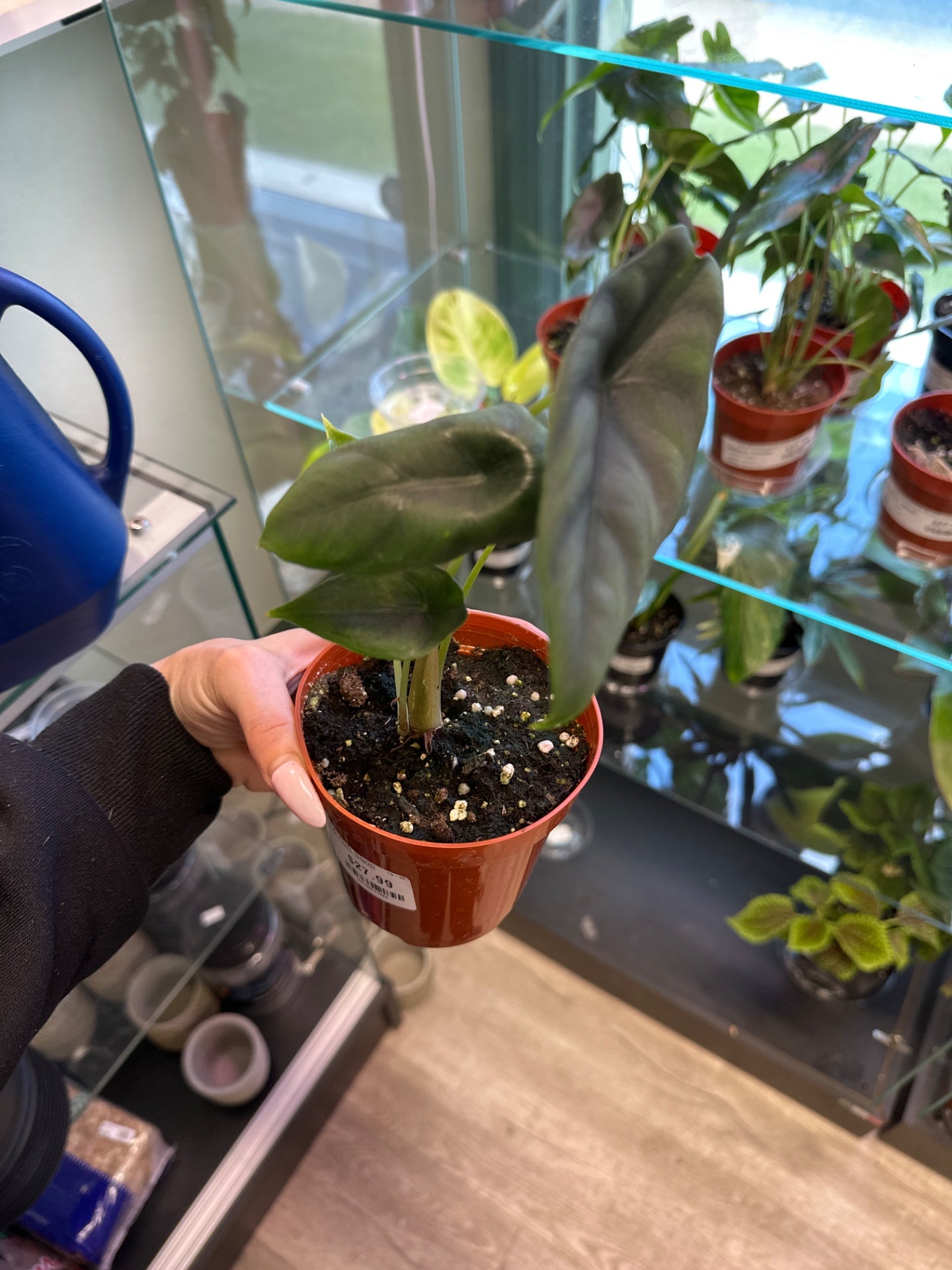 Alocasia cv. 'Venusta' (#947061502)