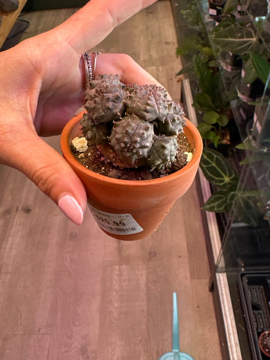Euphorbia pseudoglobulosa (#126193627)