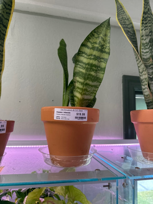 Dracaena  trifasciata ‘Zeylanica’ 'Snake Plant' (#460713969)