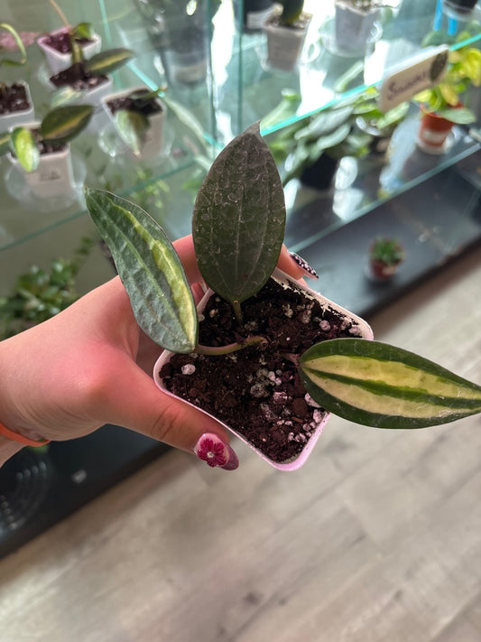 Hoya macrophylla 'Pot of Gold' (#906261608)