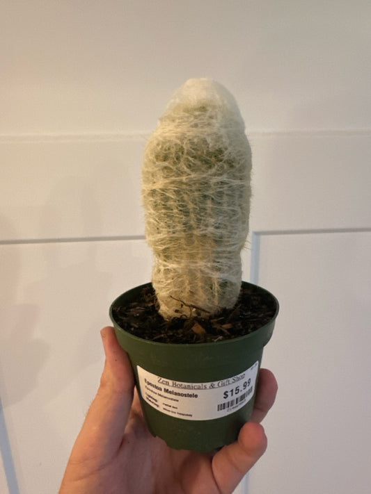 Epostoa Melanostele (#214669865)