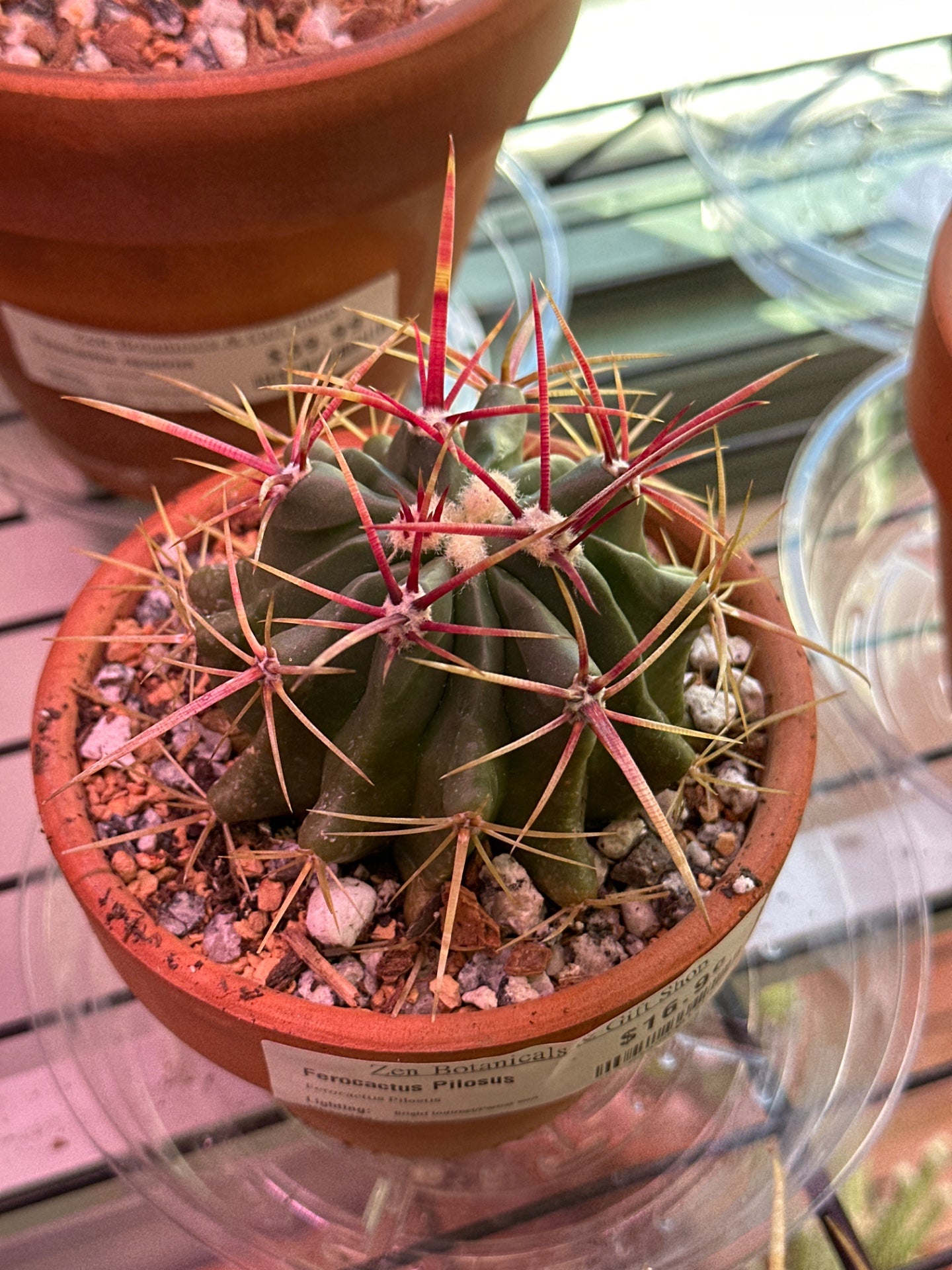 Ferocactus Pilosus (4") [ID #62450251314]