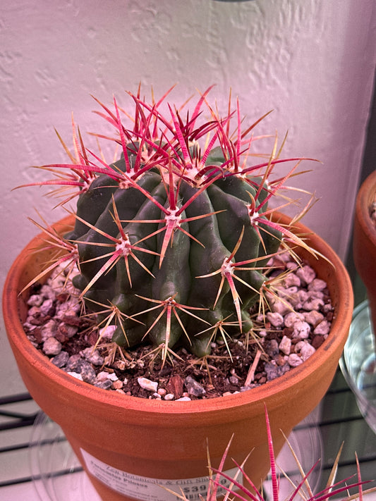 Ferocactus Pilosus (6") [ID #92581789988]