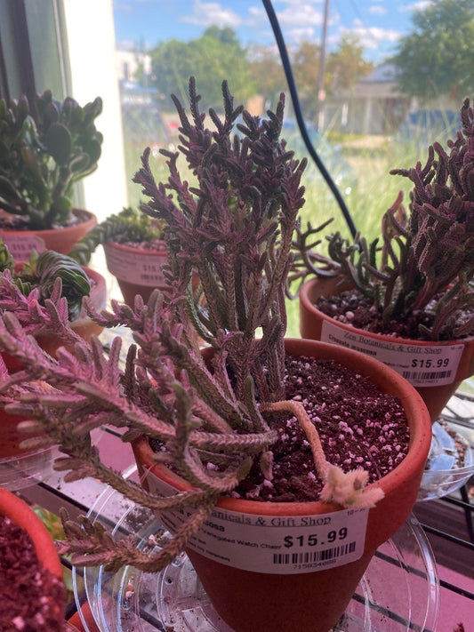 Crassula muscosa 'Variegated Watch Chain' (#715834088)