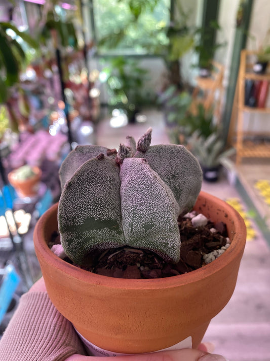 Astrophytum Myriostigma 'White' (3") [ID #69299863737]