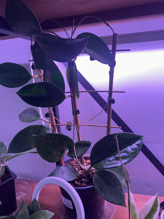 Hoya pottsii 'Splash' (#383543878)